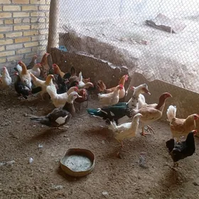 доготран товуклар