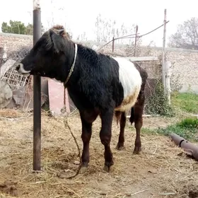 Öküz 9 aýlyk Gibrit Tohum