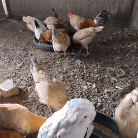 horaz towuklar garym