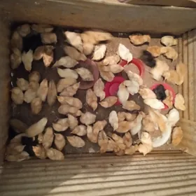 Новый сиплёнак