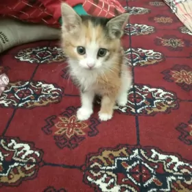 кошечка в хорошие руки