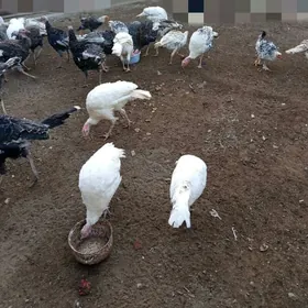 индюки (indýuk)