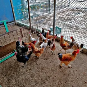 Tawuk we Horaz Brama