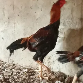 Ташкент хораз