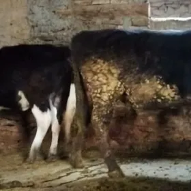 Garala tuwe bilen okuz