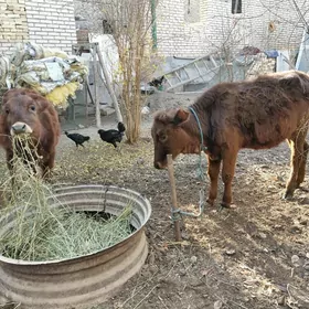 сатлык унажынлар