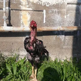 Taşkent baýes horaz