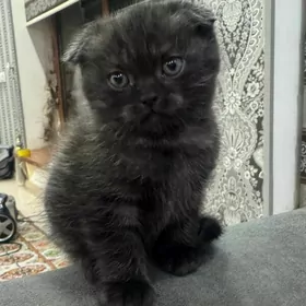 котенок вислоухий