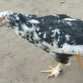 ýaponçik towuk i horaz