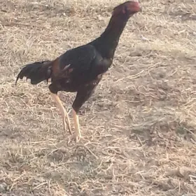 САКАЛ  ЖУЖЕ