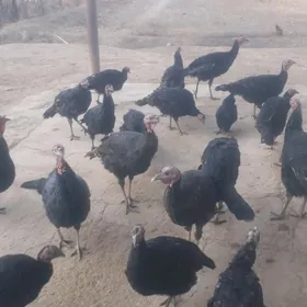 индук хораз