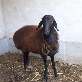 гисар кочкар