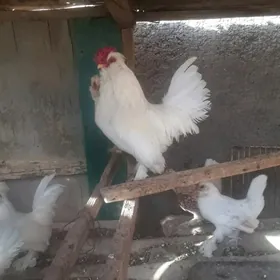 КАРЛИК. ХОРАЗ