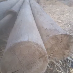 rasiski agac boyi 6metir