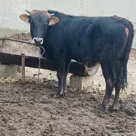 tohum öküzler 2 sany