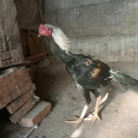 Ташкент хораз