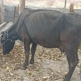 gysyr sagylýan sygyr