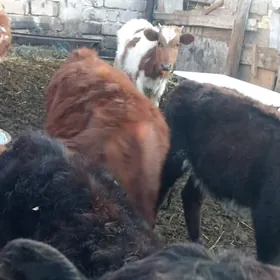 öküzler we tüweler