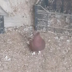 kepderi голуби