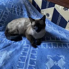 сиамский кот для вязки