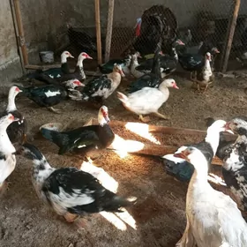 матка ордеклер