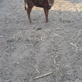 таналы сыгыр