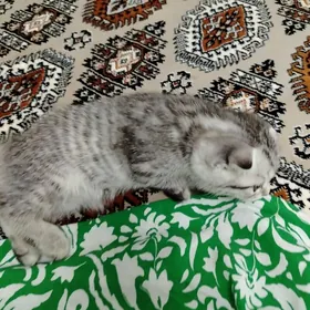 Britanskiy paroda pisijek