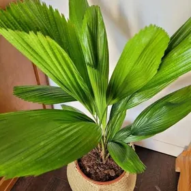 Веерная Палма Ликуала тохумы