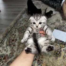 Britanskiy paroda pisijek