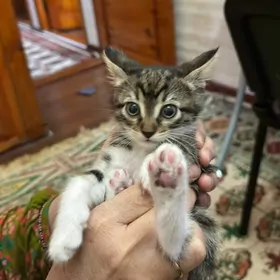 хорошие руки кошки