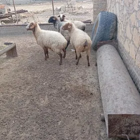 goyun yeri bugdayyly