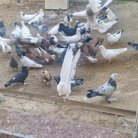 кепдерилери азалтжак