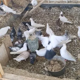 кепдери жуйжелери