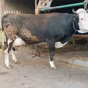 Ýaraslawisgi paroda sygyr