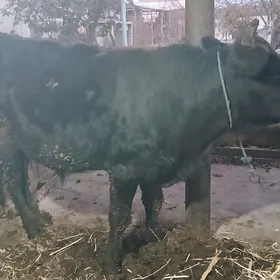 окуз и унажынлар