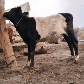 galstyen gatys unajyn