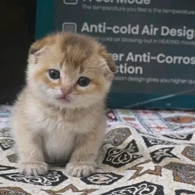 шиншилловые котята