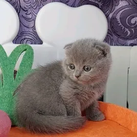 шотландская вислоухая