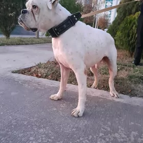 Немецкий Баксер