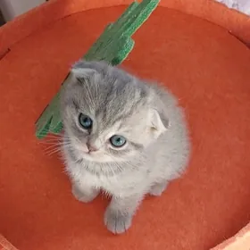 Вислоухий мальчик