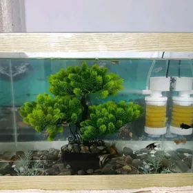 Akvaryum аквариум