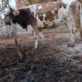 argynal göleli sygyr