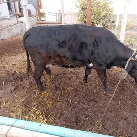 bakyda duran sygyr 4 guzlan