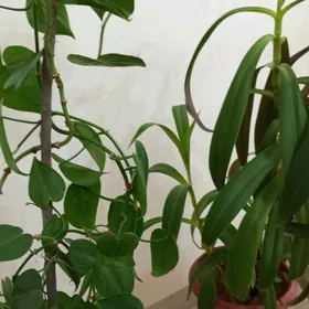 Ofis üçin owadan güller