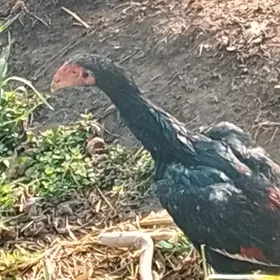 BAYSOW HORAZ JUJE SATLYK