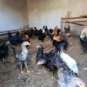 Товук, хораз !