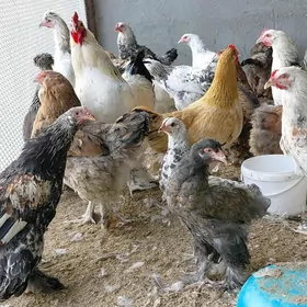 brama bolgar garysyk