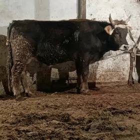 ÖKÜZ İKİ ÝAŞAN BAKYDA DURAN