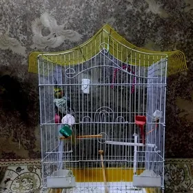 Popugayпопугай