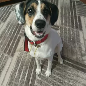 Отдам в добрые руки